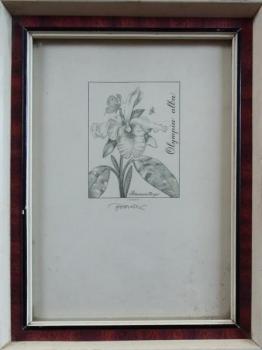 Josef Hercik - Orchidee Josef Hercik - Orchidee