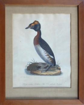 Johann Carl Bock - Gelbhörnchentaucher Johann Carl Bock - Gelbhörnchentaucher